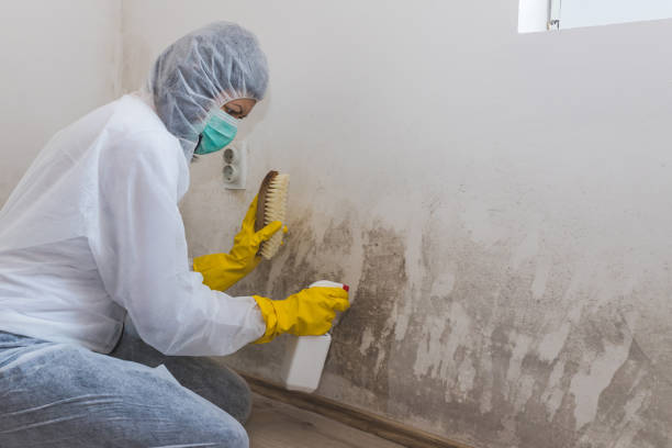 Best Best Mold Removal Companies  in Somers, MT