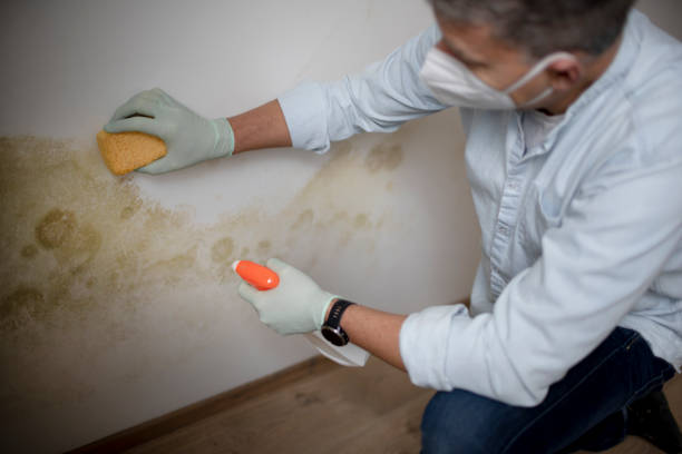 Professional Mold Removal in Somers, MT