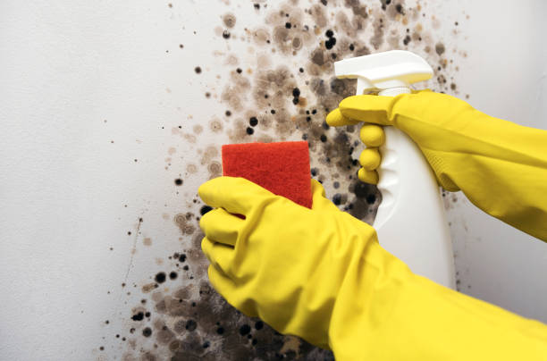 Best Affordable Mold Removal  in Somers, MT
