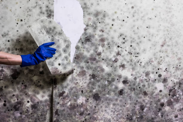 Best Commercial Mold Removal  in Somers, MT