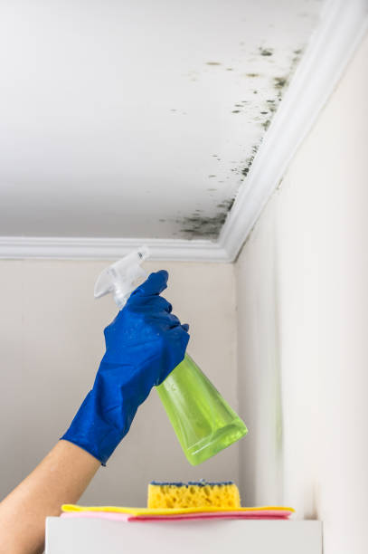 Best Mold Damage Repair  in Somers, MT
